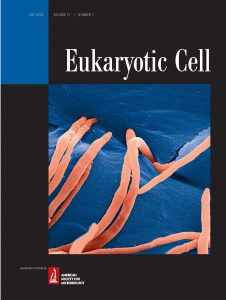 Eukaryotic Cell cover