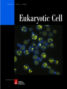 Eukaryotic Cell cover