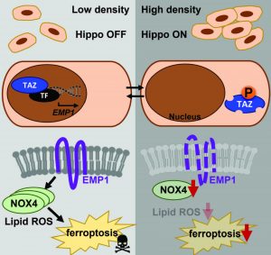 Ferroptosis