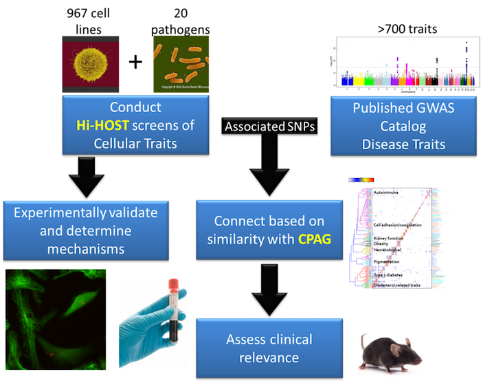 Ko Lab Research