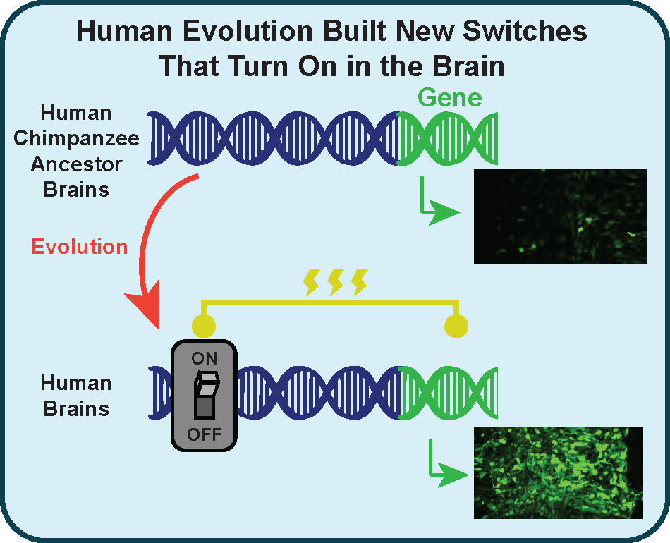 Mangan et al_Cell_Nov2022