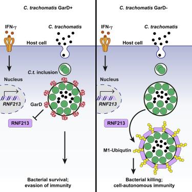 Walsh et al_Cell Host & Microbe_2022