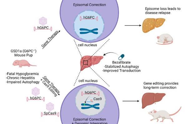 CRISPR gene editing graphic for treating sugar metabolism disorder